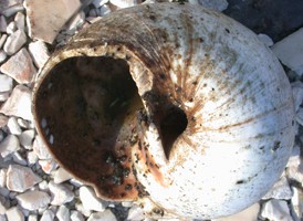 Northern Moon Shell